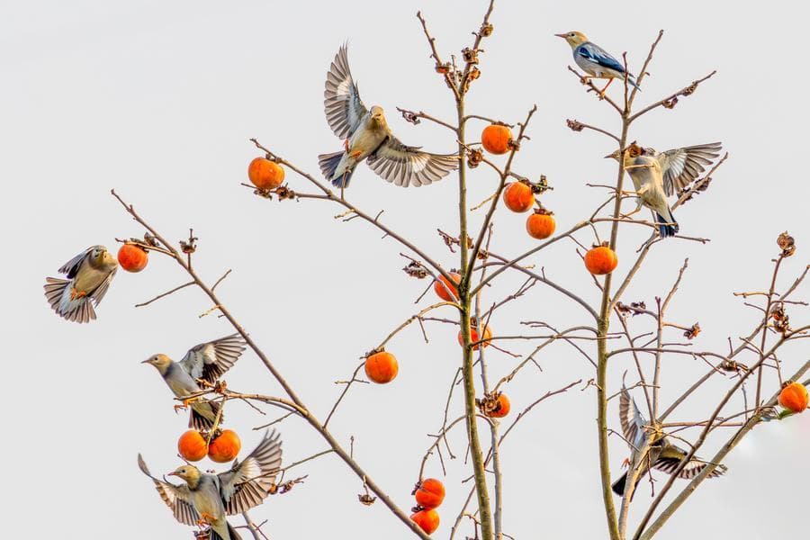หมู่นกน้อยสีสันเตะตา ใช้ชีวิตแสนสุขในฉงชิ่ง