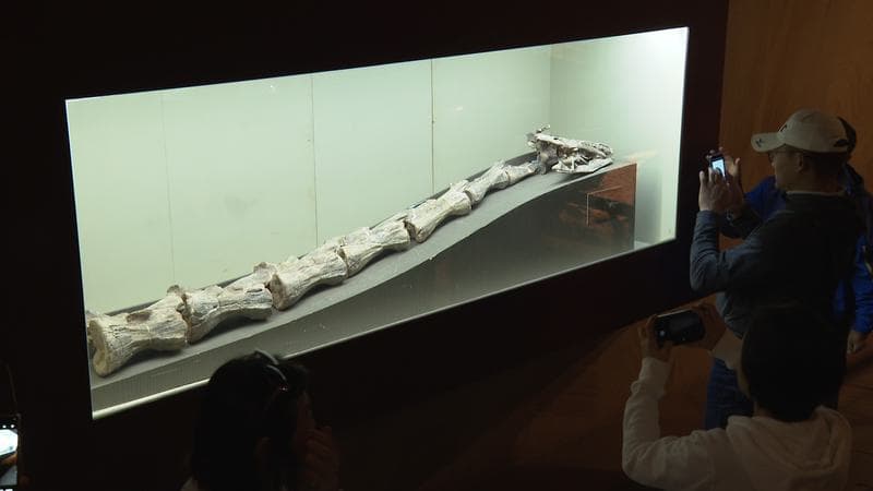 จีนพบฟอสซิล 'ไดโนเสาร์ซอโรโพโดมอร์ฟ' สกุลใหม่ คาดตัวยาว 8 เมตร