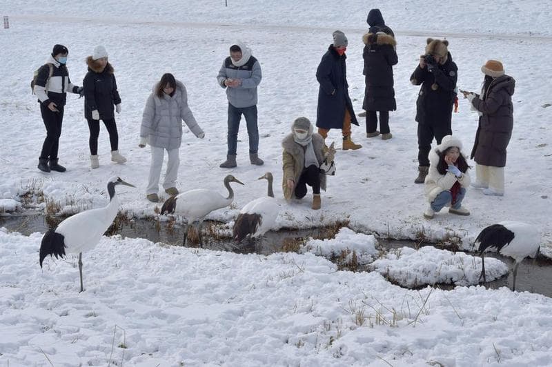 นักท่องเที่ยวแห่ชม 'นกกระเรียนมงกุฎแดง' ใกล้ชิดในเฮยหลงเจียง