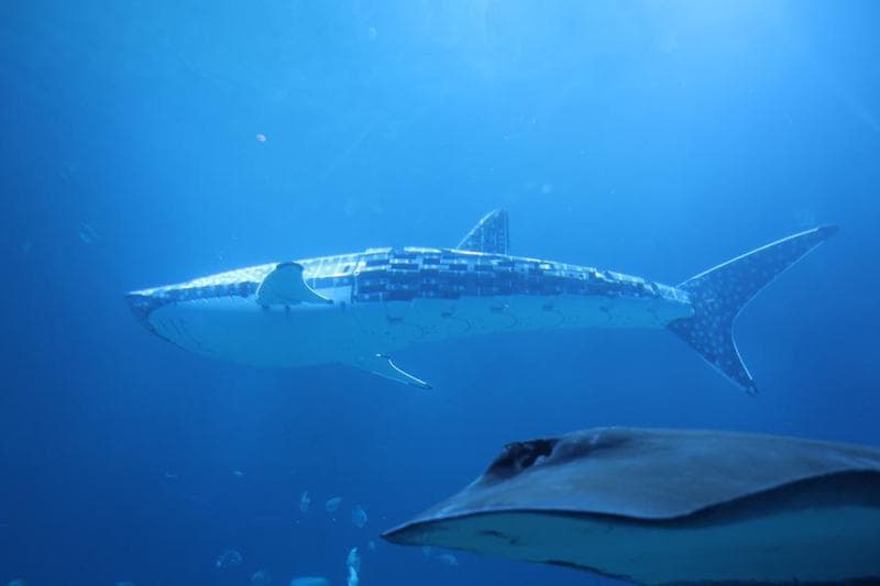 จีนใช้ 'หุ่นยนต์ฉลามวาฬ' แหวกว่ายโชว์ตัวในพิพิธภัณฑ์สัตว์น้ำ จุดกระแสถกเถียงวงกว้าง