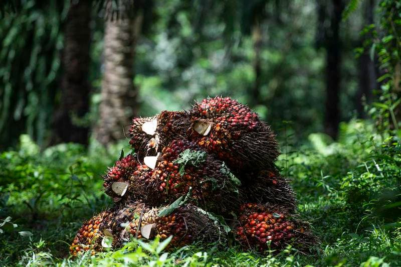 อินโดฯ เล็งแปรรูป 'น้ำมันปรุงอาหารใช้แล้ว' เป็นเชื้อเพลิงเครื่องบิน