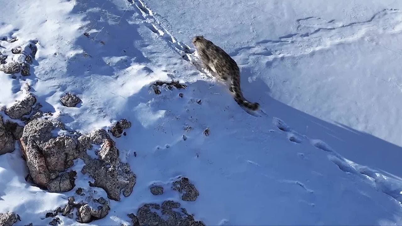 ถิ่นนี้ข้าคือราชา! ซินเจียงตามติด 'เสือดาวหิมะ' เดินเดียวดายบนขุนเขาหิมะ