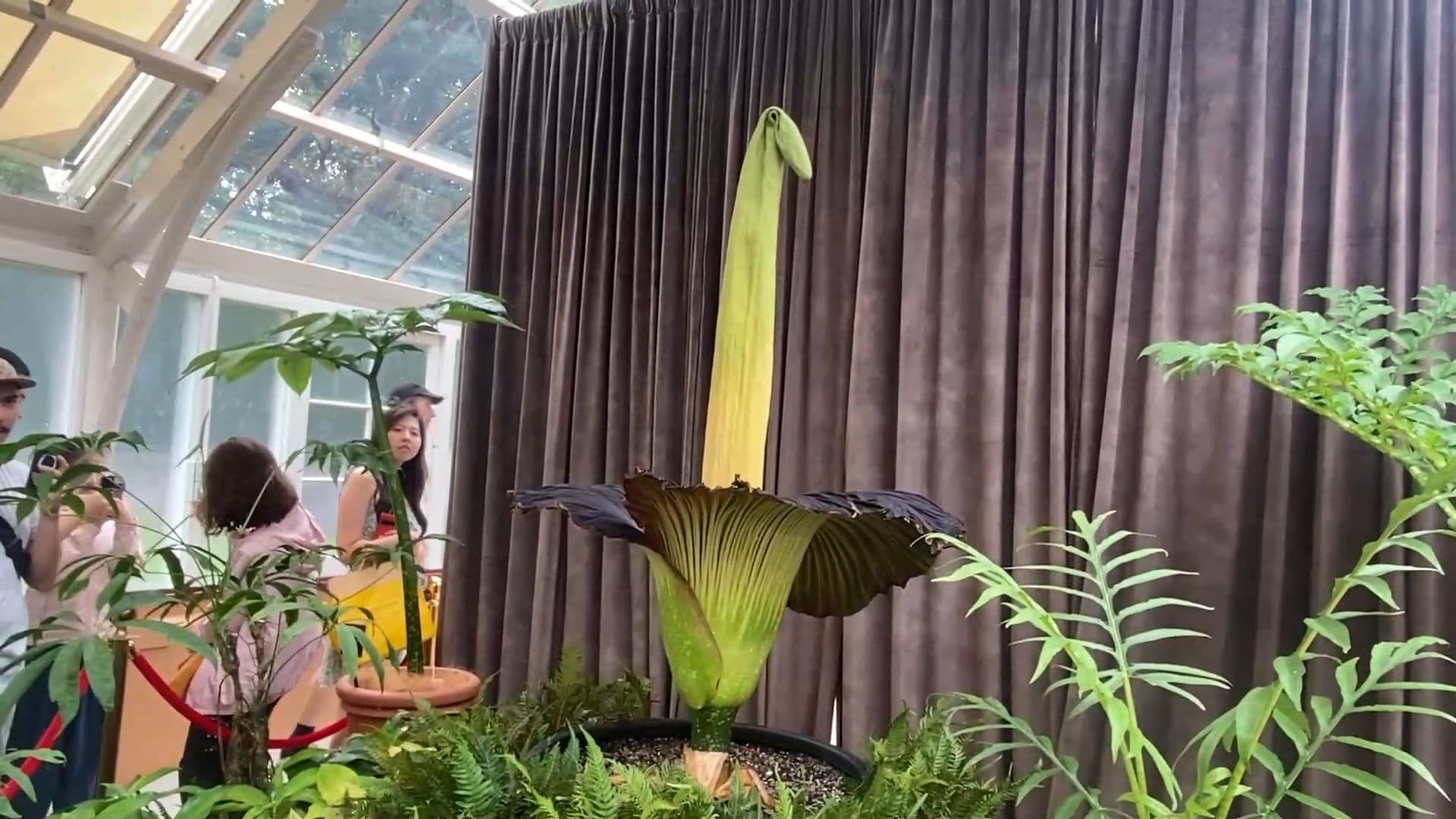 ซิดนีย์อวดโฉม 'ดอกซากศพ' ผลิบานส่งกลิ่นฉุนครั้งแรกในรอบ 15 ปี