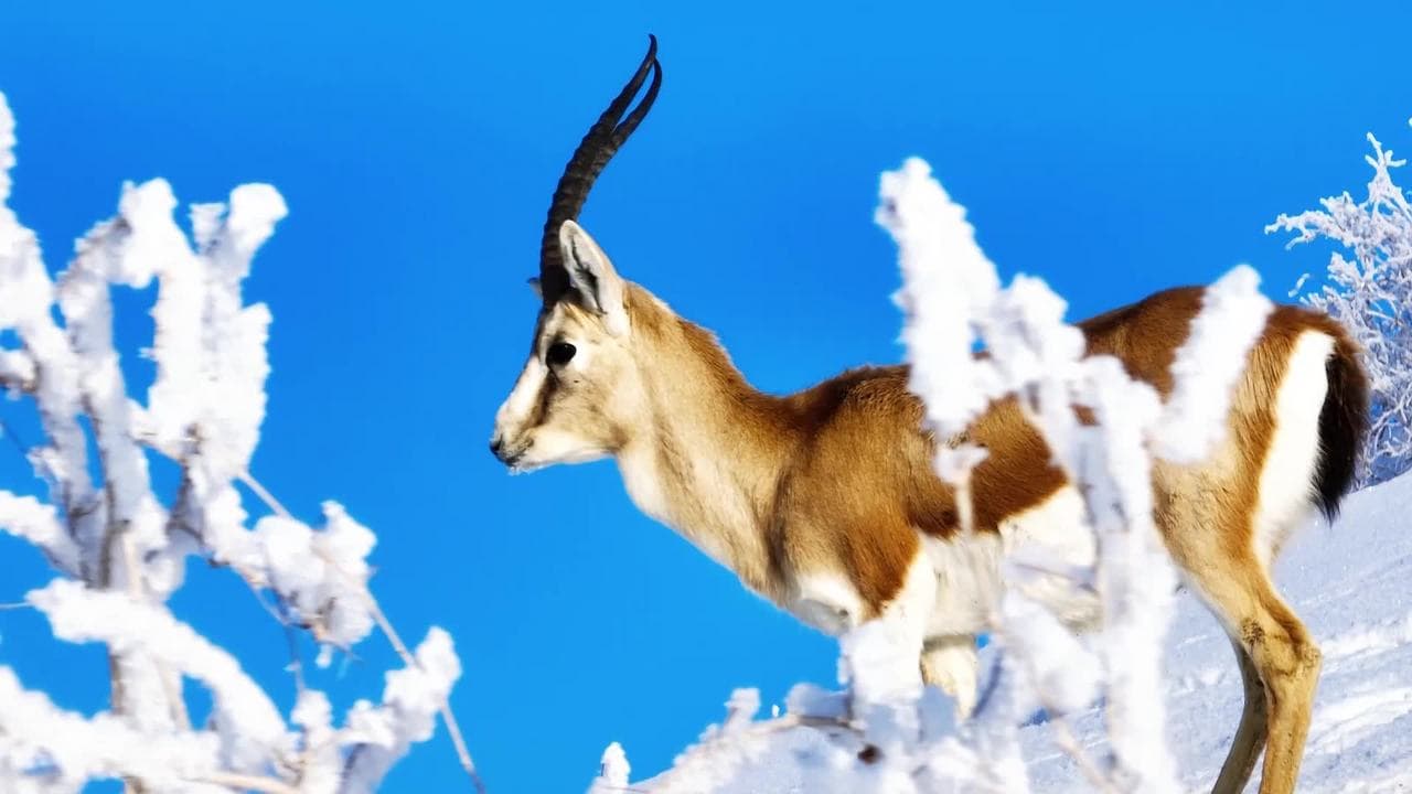 ฝูง 'กาเซลล์หางดำ' หากินบนทะเลทรายห่มหิมะในซินเจียง