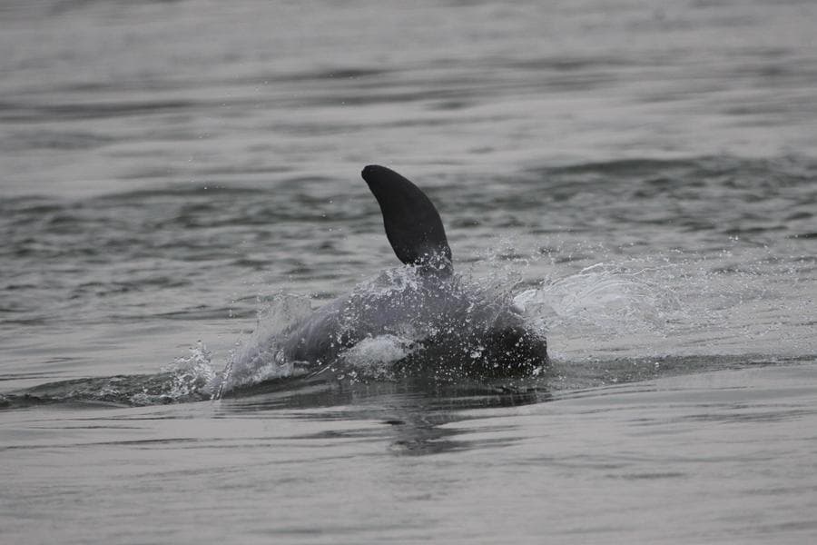 กัมพูชาพบ 'โลมาอิรวดี' เกิดใหม่ตัวที่ 2 ของปี 2025