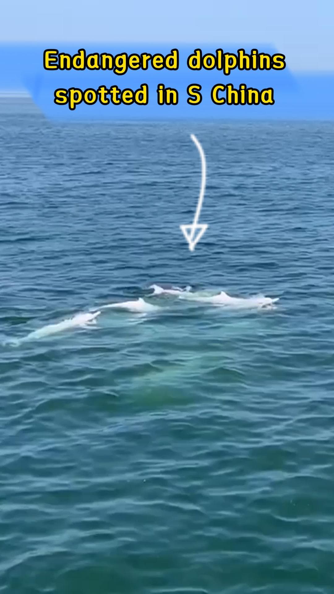 กว่างตงพบ 'โลมาขาวจีน' หายาก แหวกว่ายเล่นน้ำกลางทะเล