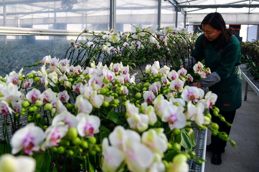 อุตสาหกรรม 'ดอกไม้' ในซานตง เตรียมขายช่วงเทศกาล