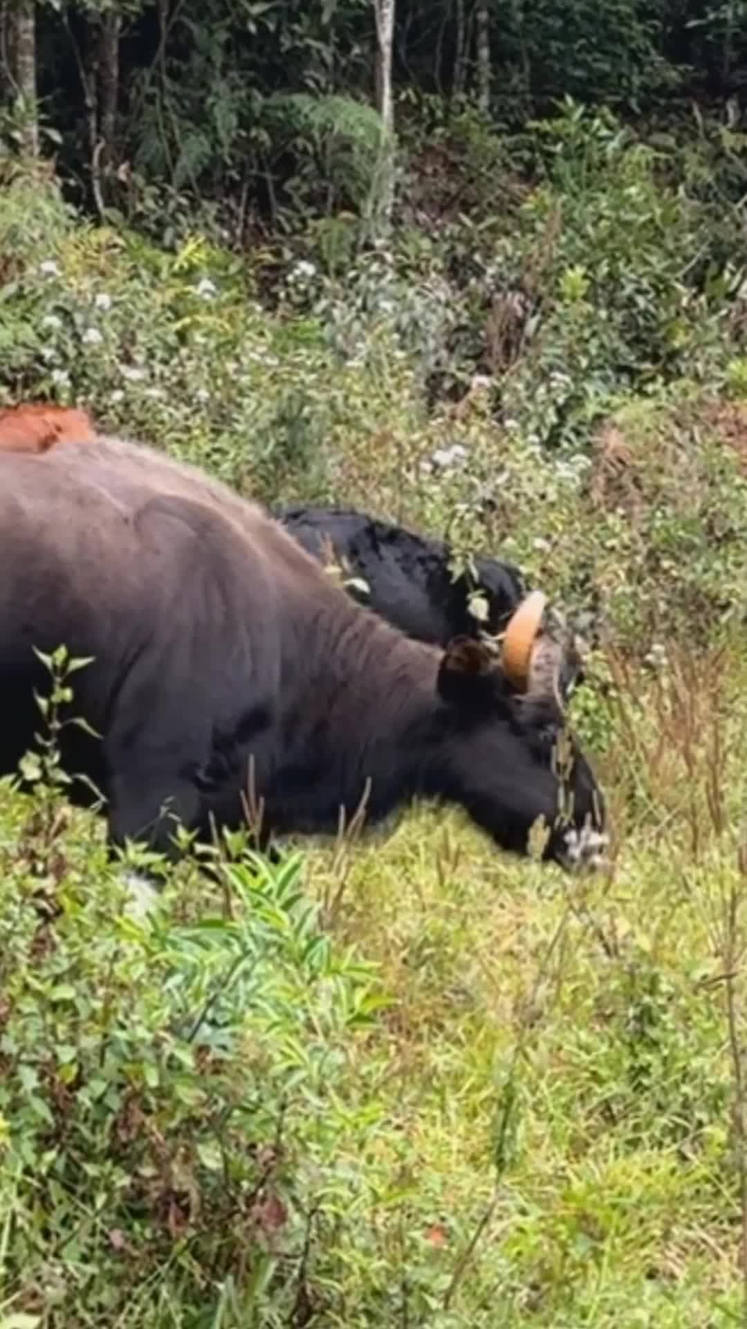 เอ็นดู! 'กระทิงแกะดำ' ใช้ชีวิตท่ามกลางฝูงวัวเลี้ยงในยูนนาน