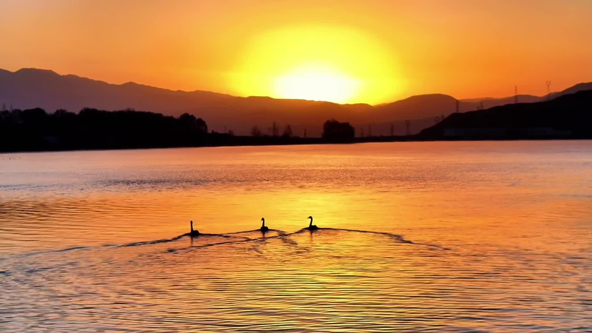 ฝูงหงส์แหวกว่ายแม่น้ำเหลือง ใต้แสงอรุณเหลืองทองในชิงไห่