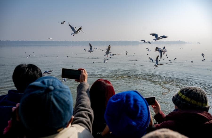 ล่องเรือชม 'นางนวลปากแดง' กลางทะเลสาบในอู่ฮั่น