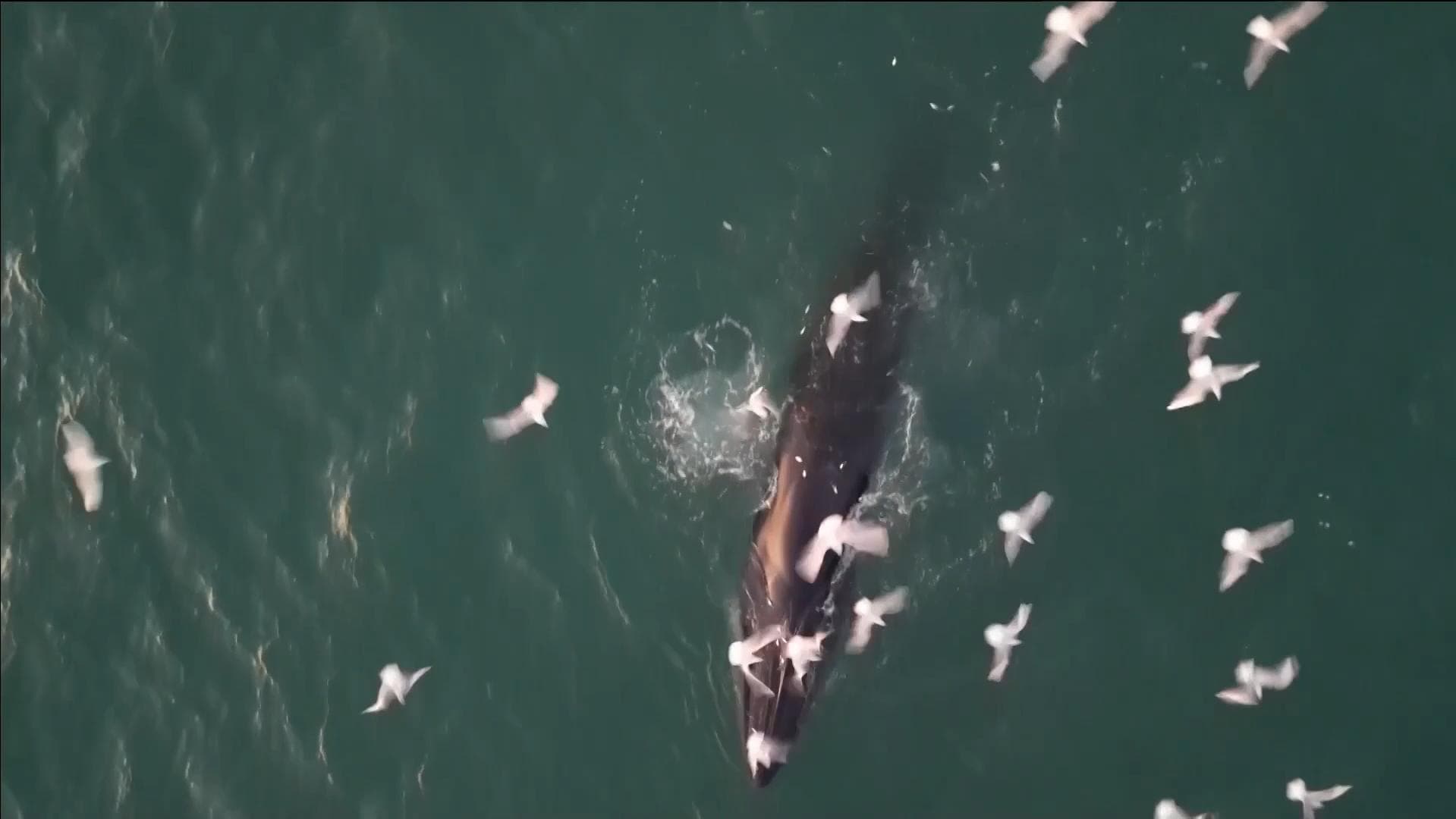 ประชากร 'วาฬบรูด้า' ในน่านน้ำกว่างซีสูงเกิน 70 ตัว