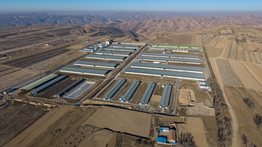 อำเภอในจีนพัฒนาพันธุ์ 'แกะเนื้อ' หวังเพิ่มรายได้เกษตรกร