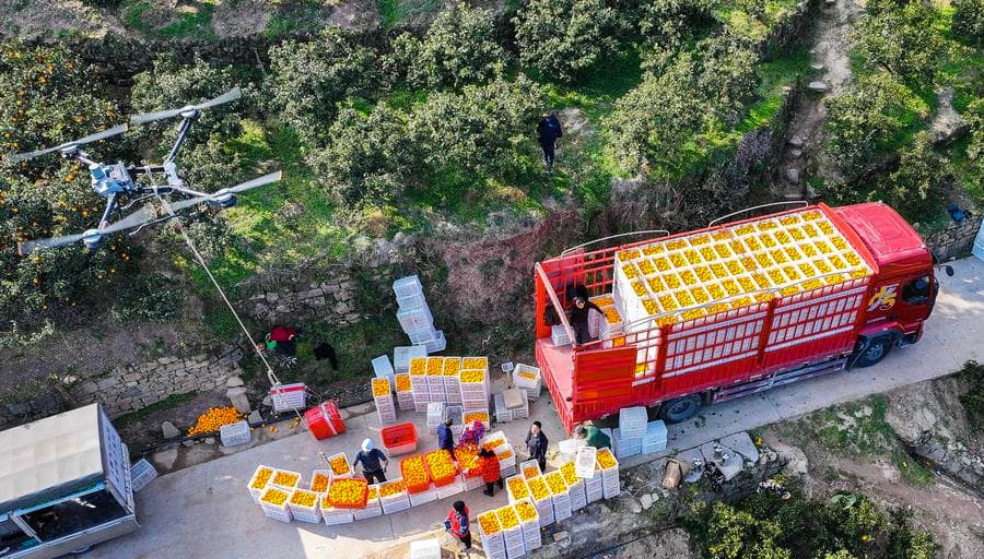 โดรนบินขนส่ง 'ส้มสะดือ' เก็บเกี่ยวใหม่ในหูเป่ย