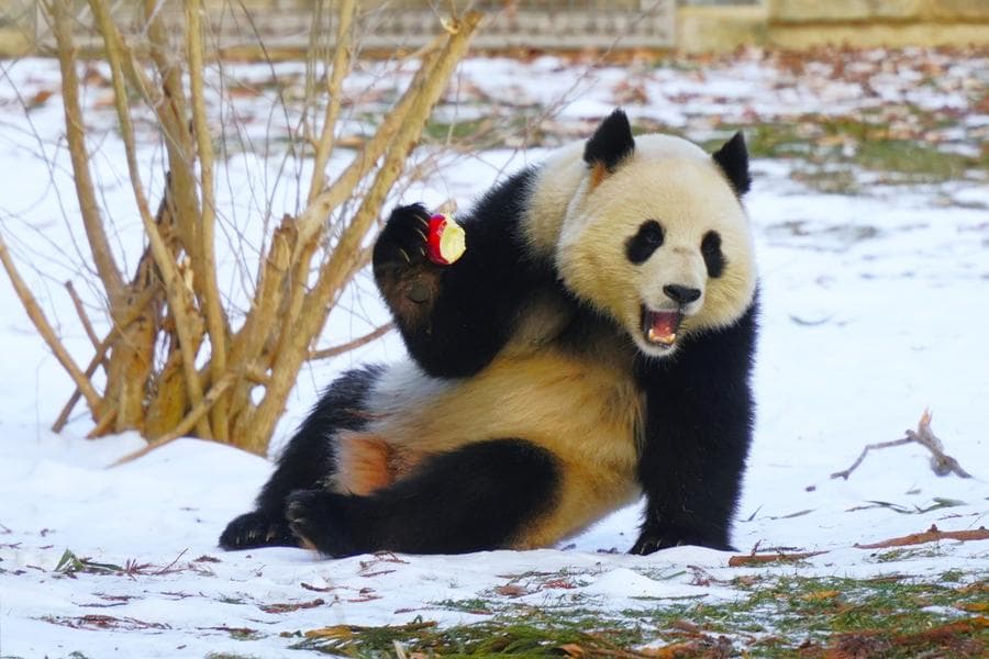 สวนสัตว์สหรัฐฯ เปิดตัว 'แพนด้ายักษ์' ในวอชิงตัน ดี.ซี.