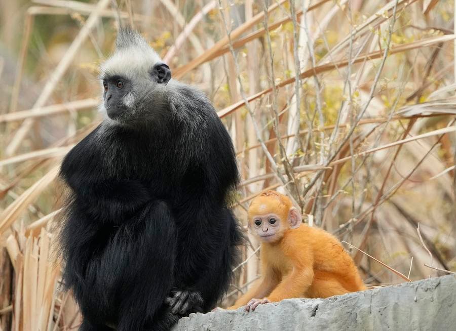 ฝูงค่างหัวขาวในกว่างซี เลี้ยง 'ลูกน้อยขนส้ม' สะดุดตา