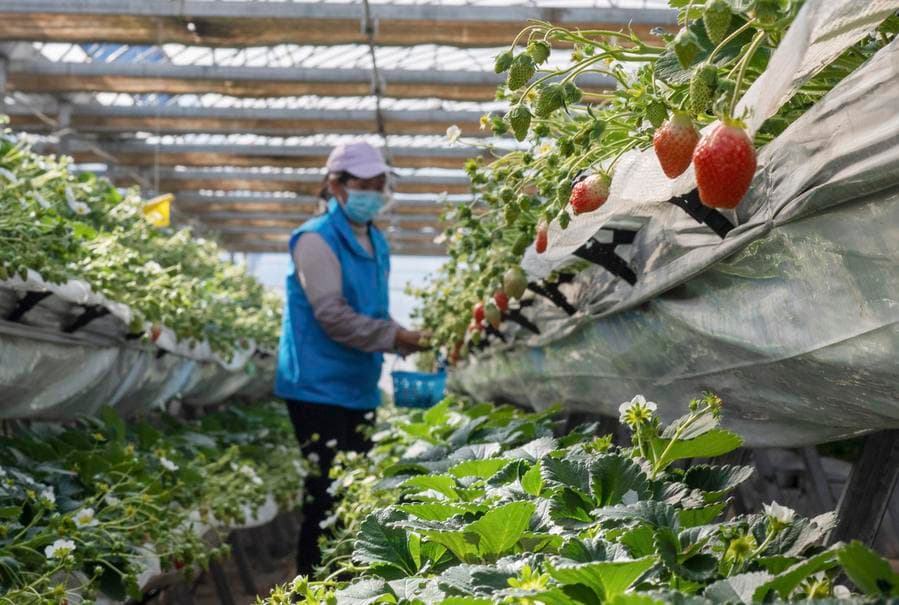 อุตสาหกรรม 'สตรอว์เบอร์รี' สี่ฤดู เพิ่มรายได้เกษตรกรในฮุ่ยเจ๋อ