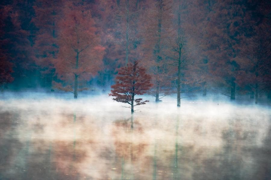 ผืนป่า 'สนเรดวูด' สีสันฤดูหนาวในเจ้อเจียง