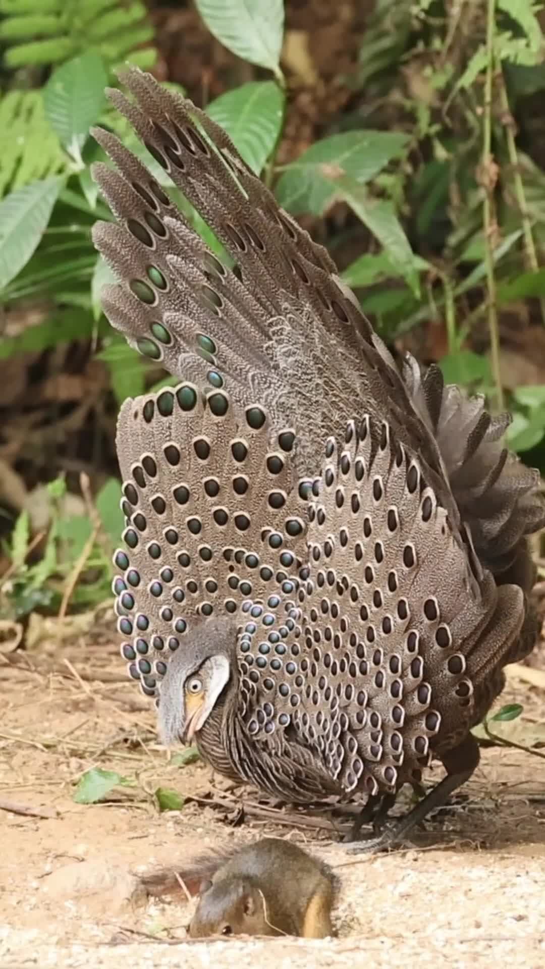 นกแว่นสีเทา 'รำแพนหาง' เกี้ยวพาราสีในยูนนาน