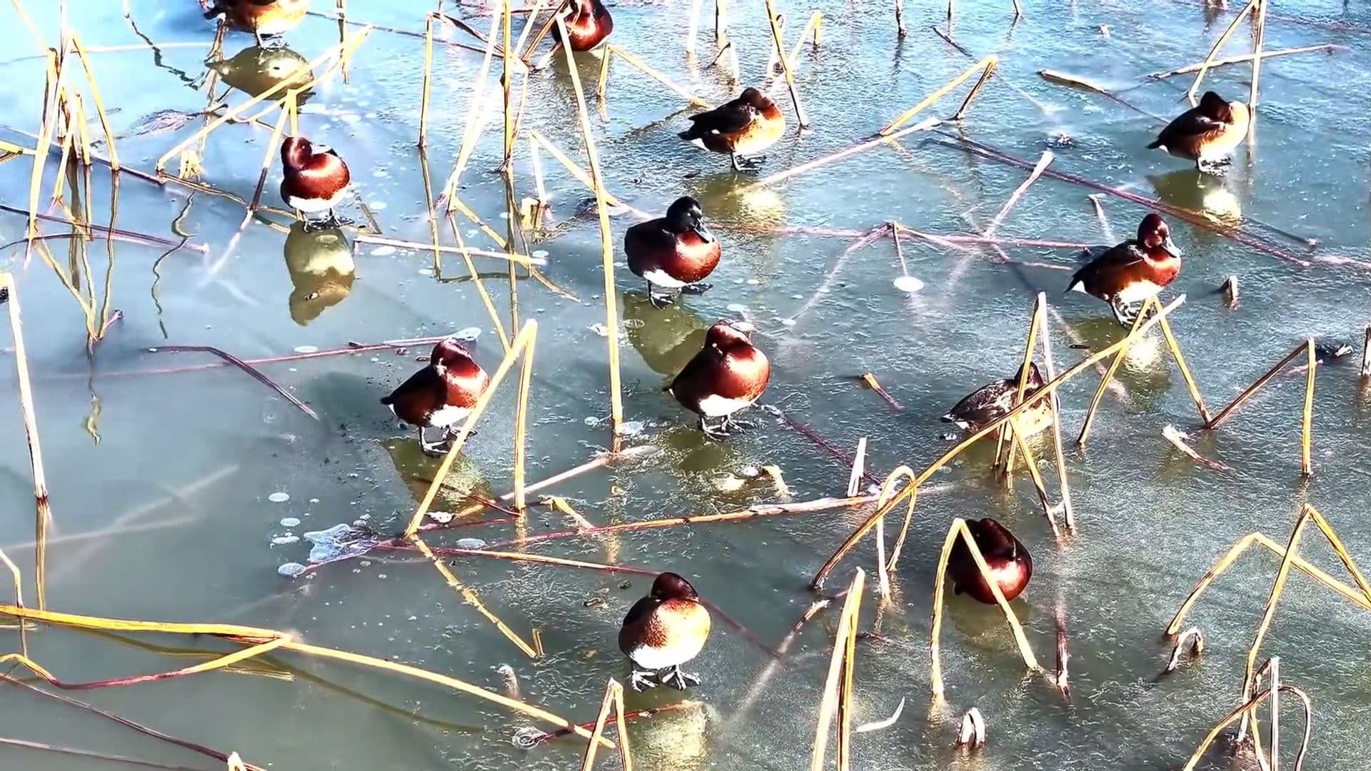 เหอเป่ยพบ 'เป็ดดำหัวดำ' ในเขตอนุรักษ์ฯ เกือบ 120 ตัว