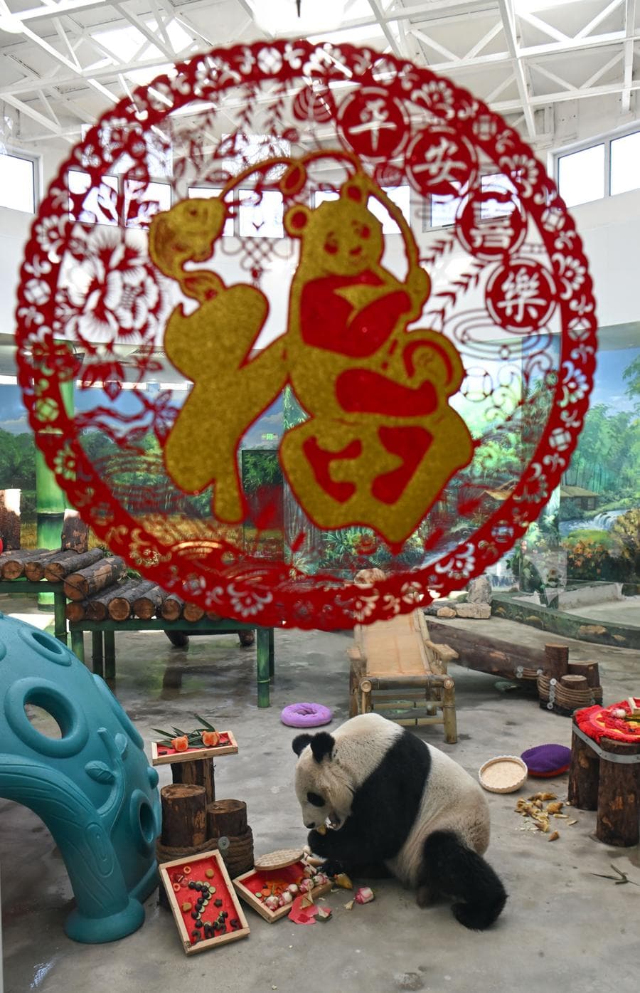 แพนด้ายักษ์ในเทียนจิน หม่ำมื้อพิเศษฉลองตรุษจีน