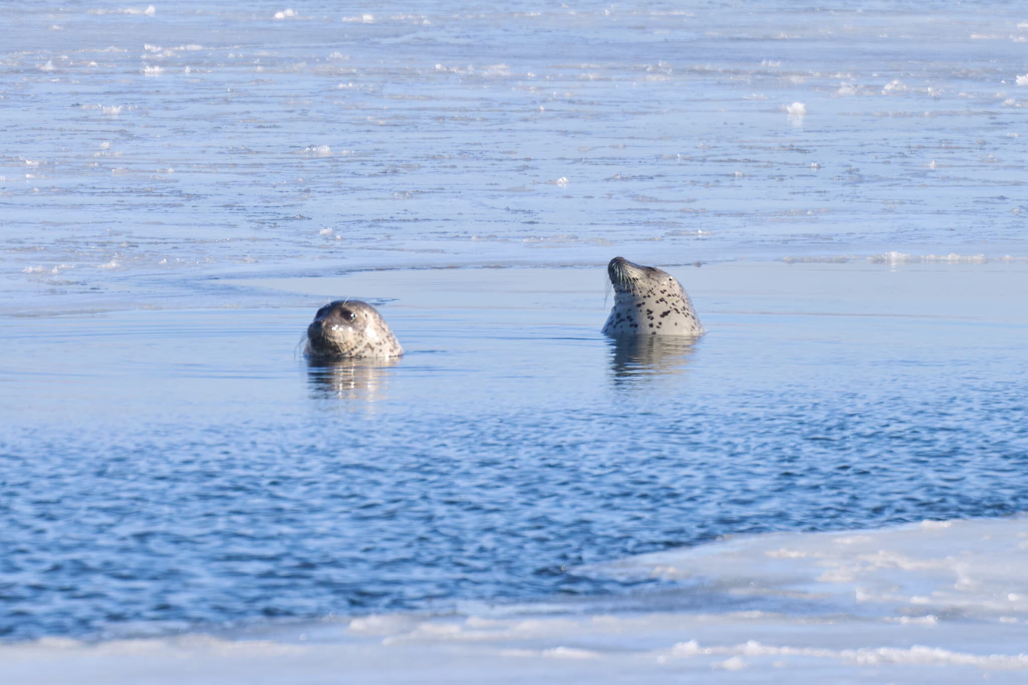 แมวน้ำลายจุดผุดโผล่กลางทะเลรัสเซีย