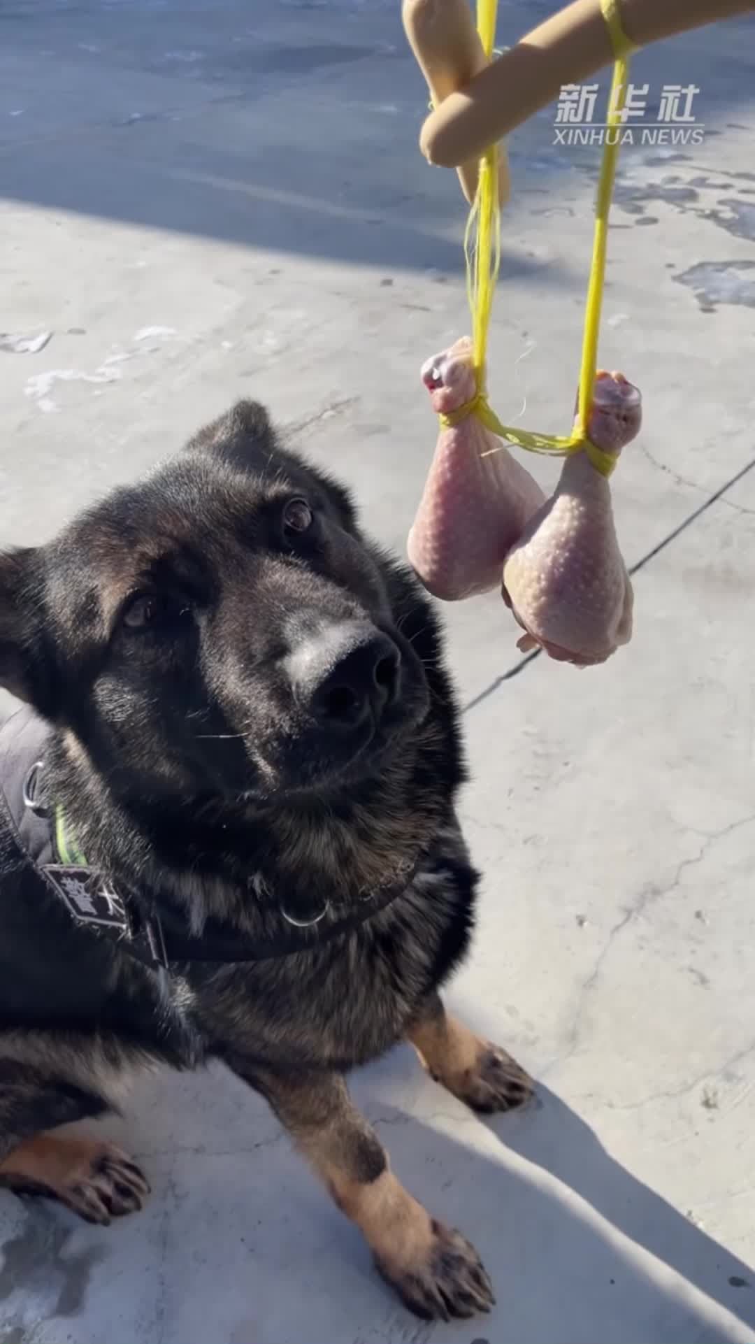 สุนัขตำรวจจีนกับบททดสอบ 'ปฏิเสธอาหาร' ถึงหิวแต่ต้องทน ไม่ใช่เพราะจนแต่มันกินไม่ได้!