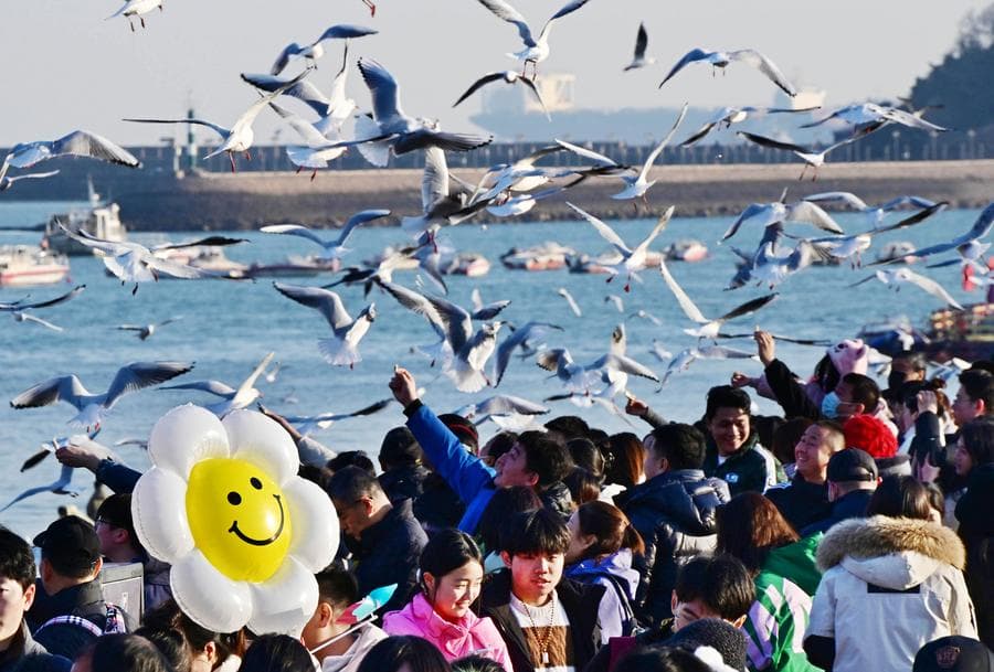 นักท่องเที่ยวแห่ชมฝูง 'นกนางนวล' บินโฉบเฉี่ยวในชิงเต่า