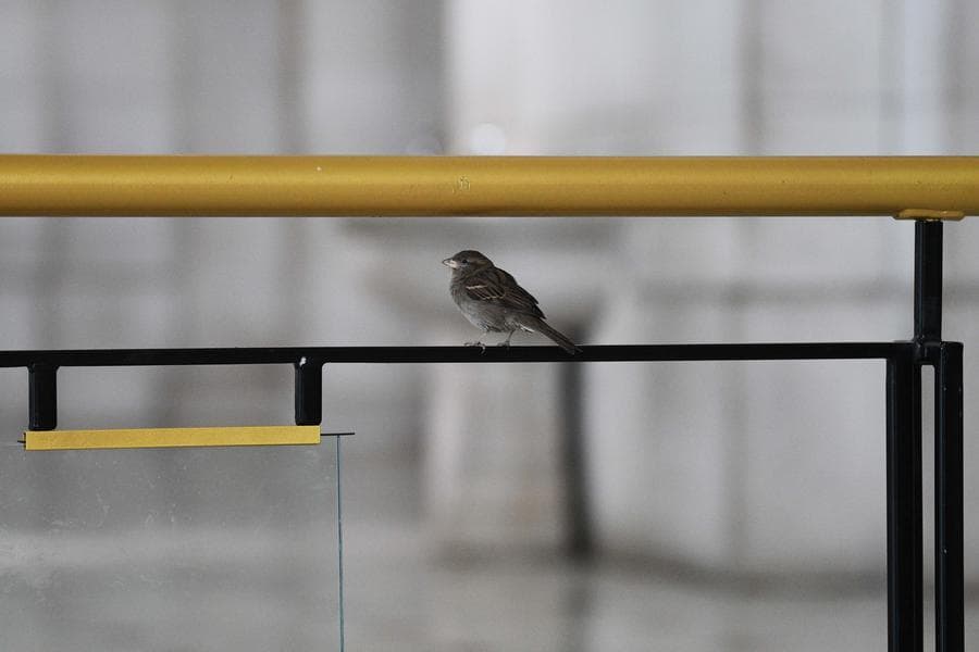 ฟิลิปปินส์ห้ามนำเข้า 'สัตว์ปีก' จากรัฐเซาท์ดาโกตาในสหรัฐฯ