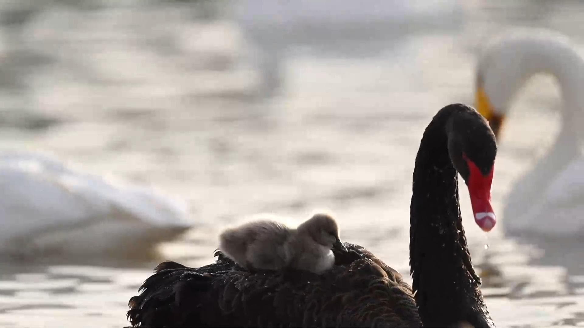 น่ารัก! แม่หงส์ดำ 'แบกลูก' กลางน้ำในซานซี