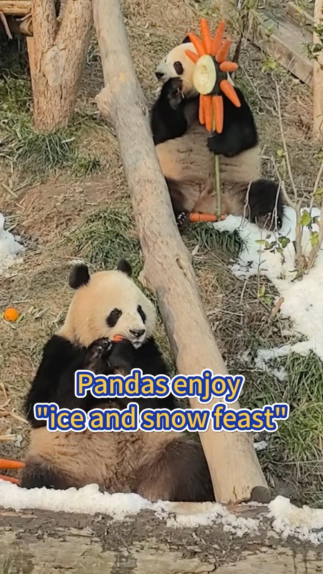 สวนสัตว์ฉงชิ่งจัด 'งานเลี้ยงน้ำแข็ง-หิมะ' ให้แก๊งแพนด้ายักษ์ 4 ตัว