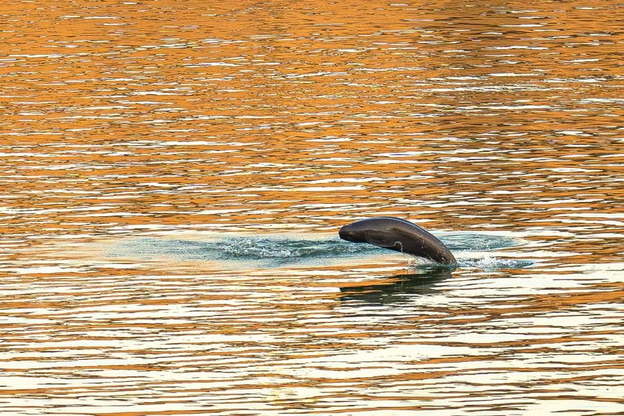 โลมาหัวบาตรหลังเรียบแยงซี เล่นน้ำใต้แสงตะวันในหูเป่ย