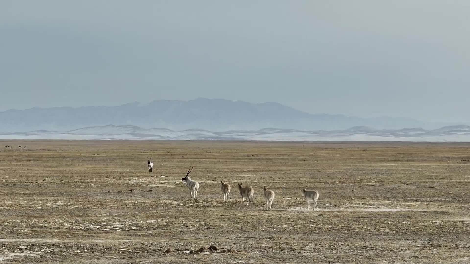 ฝูง 'แอนทิโลปทิเบต' กว่าครึ่งแสน เข้าฤดูผสมพันธุ์ในชิงไห่
