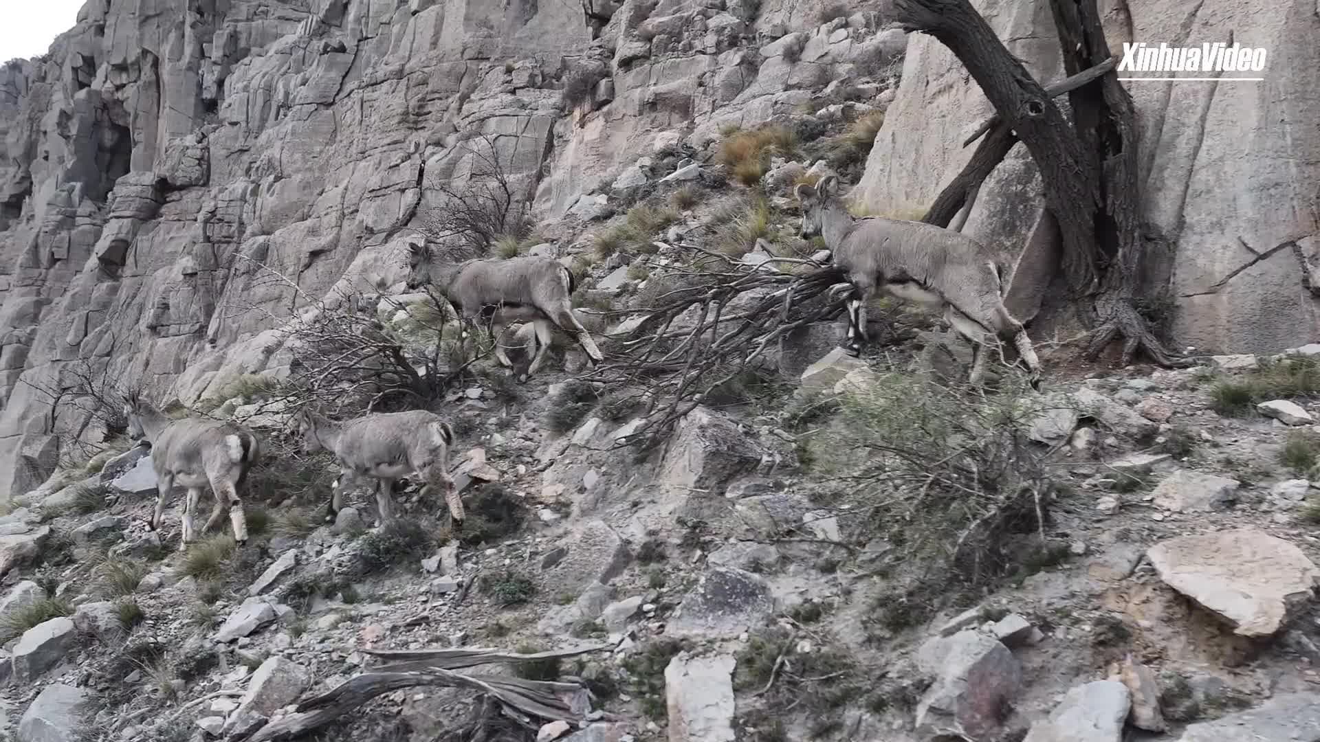 ภูติกำแพงหิน' ใช้ชีวิตริมผาในมองโกเลียใน