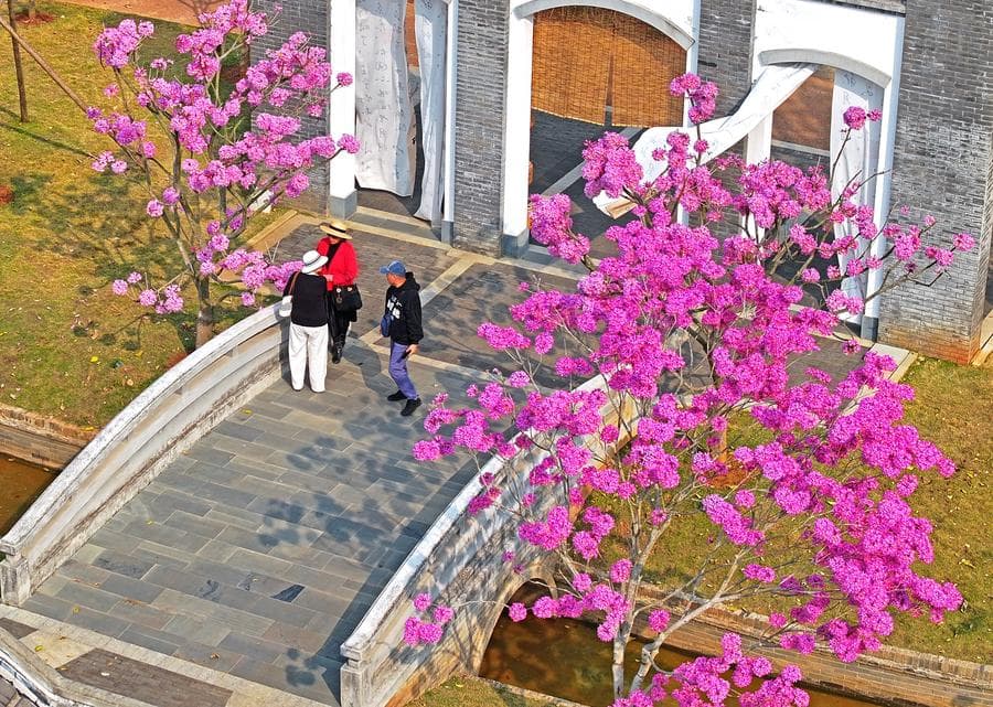 ดอก 'ชมพูพันธุ์ทิพย์' บานสะพรั่งรับลมหนาวในกว่างซี