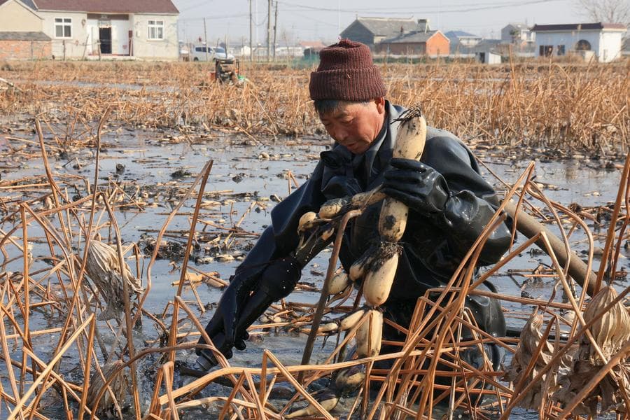 เกษตรกรเจียงซูเก็บเกี่ยว 'รากบัว' แปรรูปตุนสินค้ารับตรุษจีน