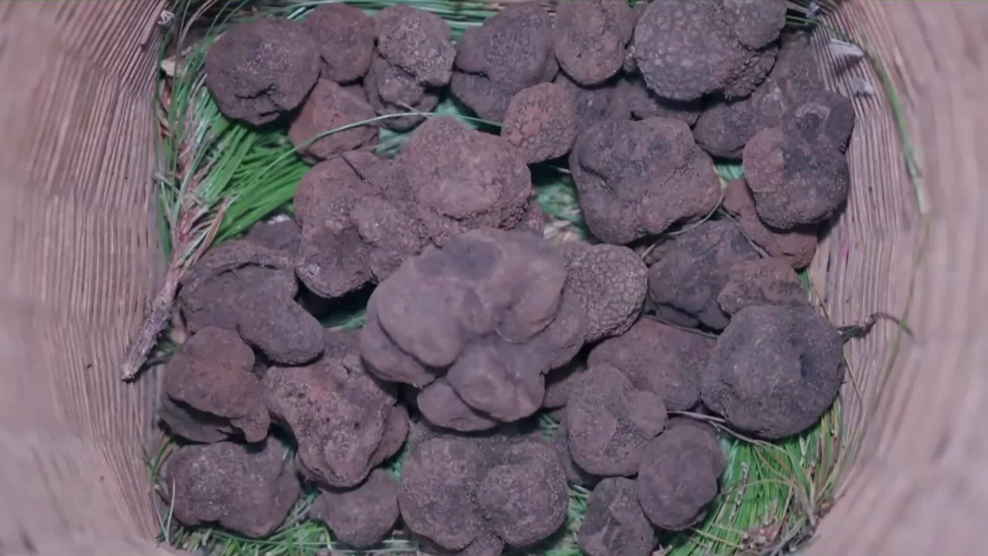 เห็ดทรัฟเฟิล ฉายา 'เพชรสีดำ' เพิ่มรายได้ชาวบ้านในยูนนาน