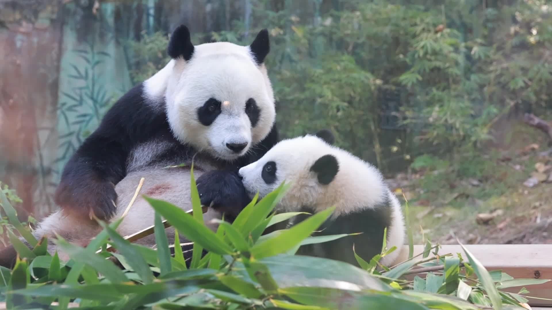 สวนสัตว์กว่างโจวเสิร์ฟมื้อพิเศษ แม่ลูก 'แพนด้ายักษ์' ร่วมต้อนรับตรุษจีน