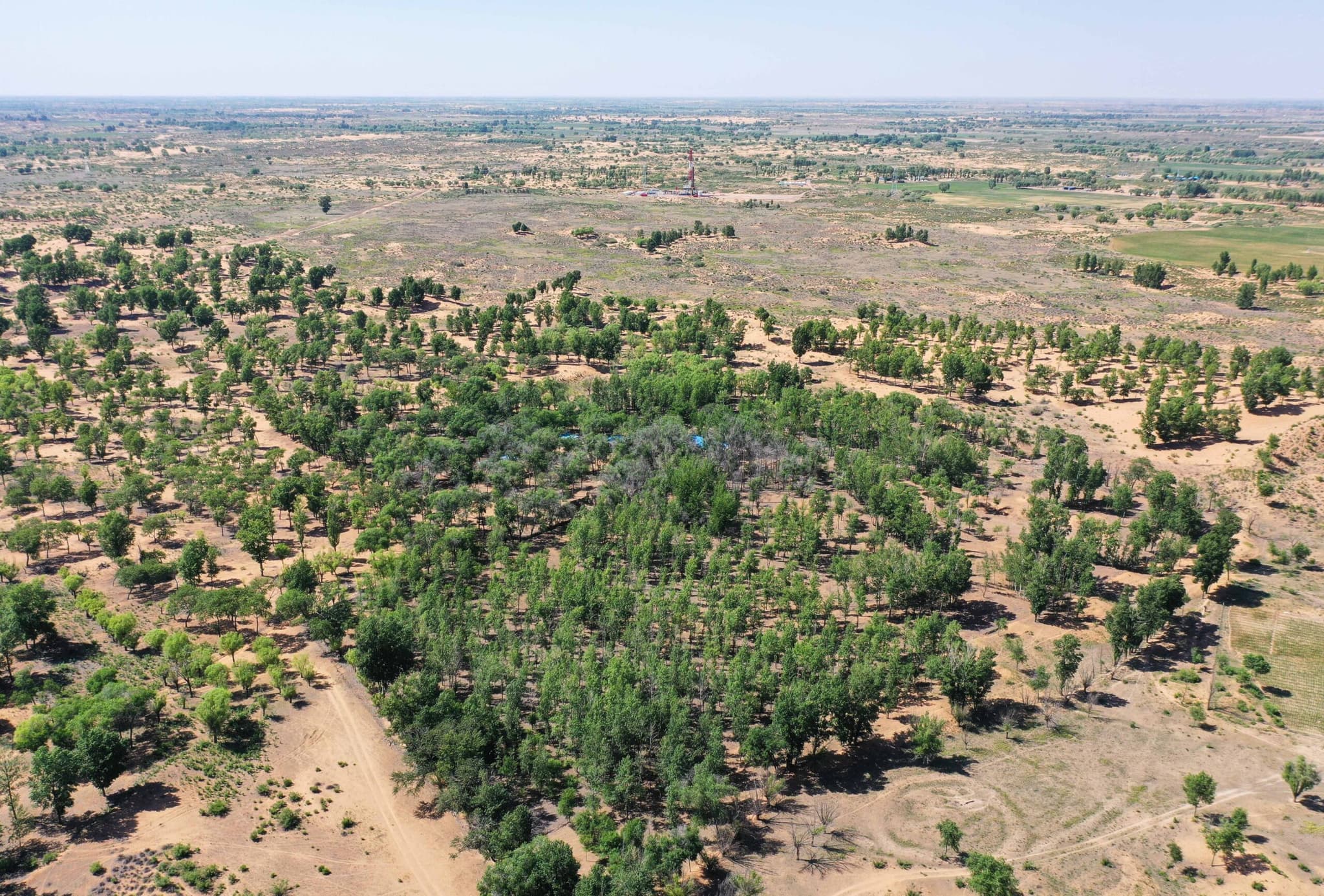 จีนปลูกต้นไม้กว่า 27 ล้านไร่ในปี 2024