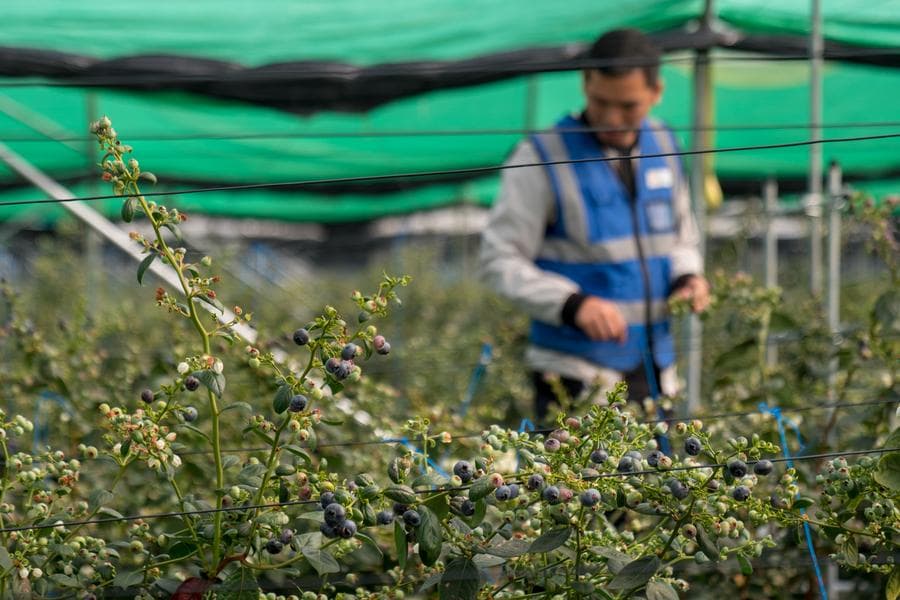 ปลูกแก้วมังกร บลูเบอร์รี เพิ่มรายได้-หนุนฟื้นฟูชนบท