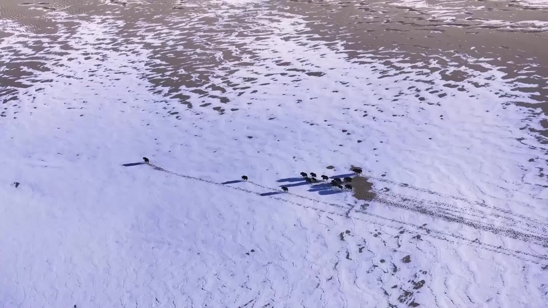 ฝูงสัตว์ป่าวิ่งห้อกลาง 'ทะเลทราย' ฤดูหนาวในซินเจียง