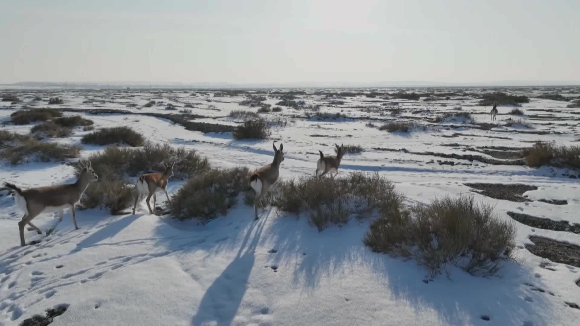 ฝูง 'กาเซลล์หางดำ' หากินกลางทะเลทรายห่มหิมะในซินเจียง