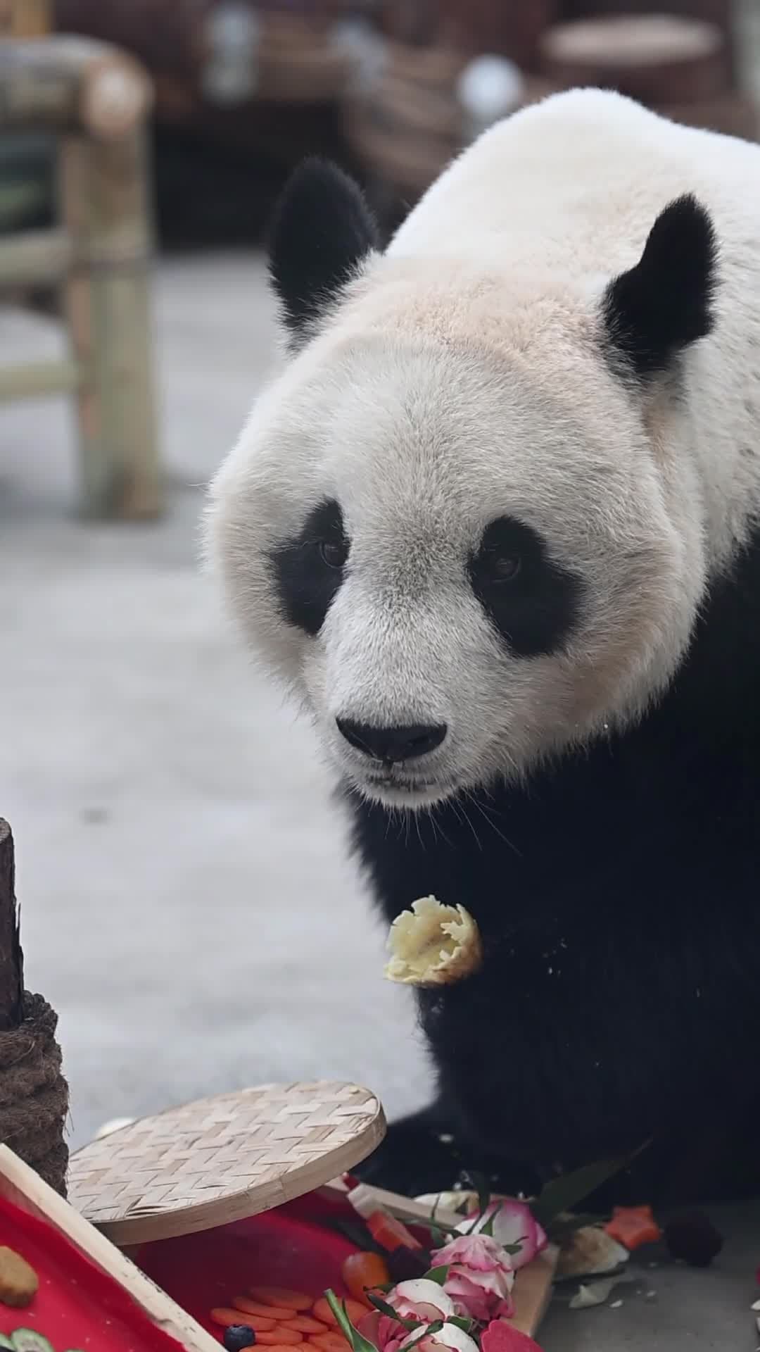 สวนสัตว์เทียนจินจัดเต็มมื้อพิเศษ เอาใจ 'แพนด้ายักษ์สี่เล่อ' รับตรุษจีน