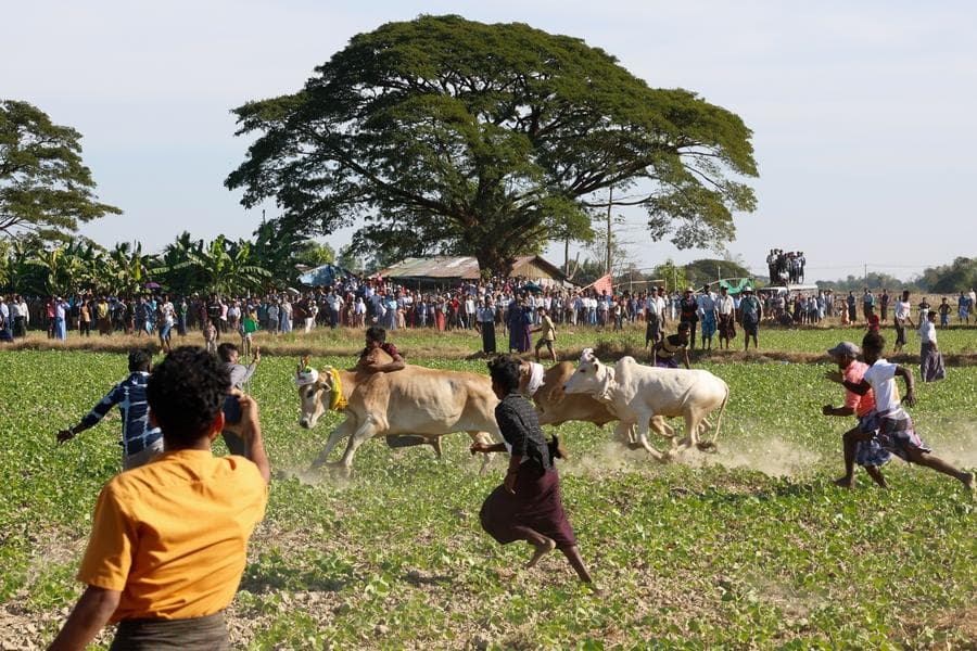 เมียนมาจัดเทศกาล 'ปราบวัวกระทิง' สุดมัน