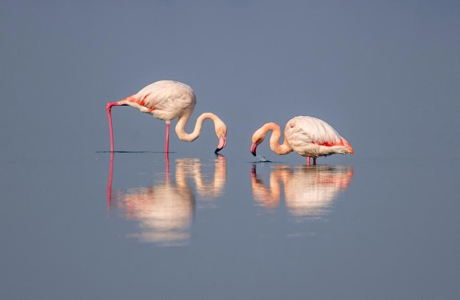 นกฟลามิงโกใช้ชีวิตหลบหนาวใน 'ทะเลสาบเกลืออวิ้นเฉิง