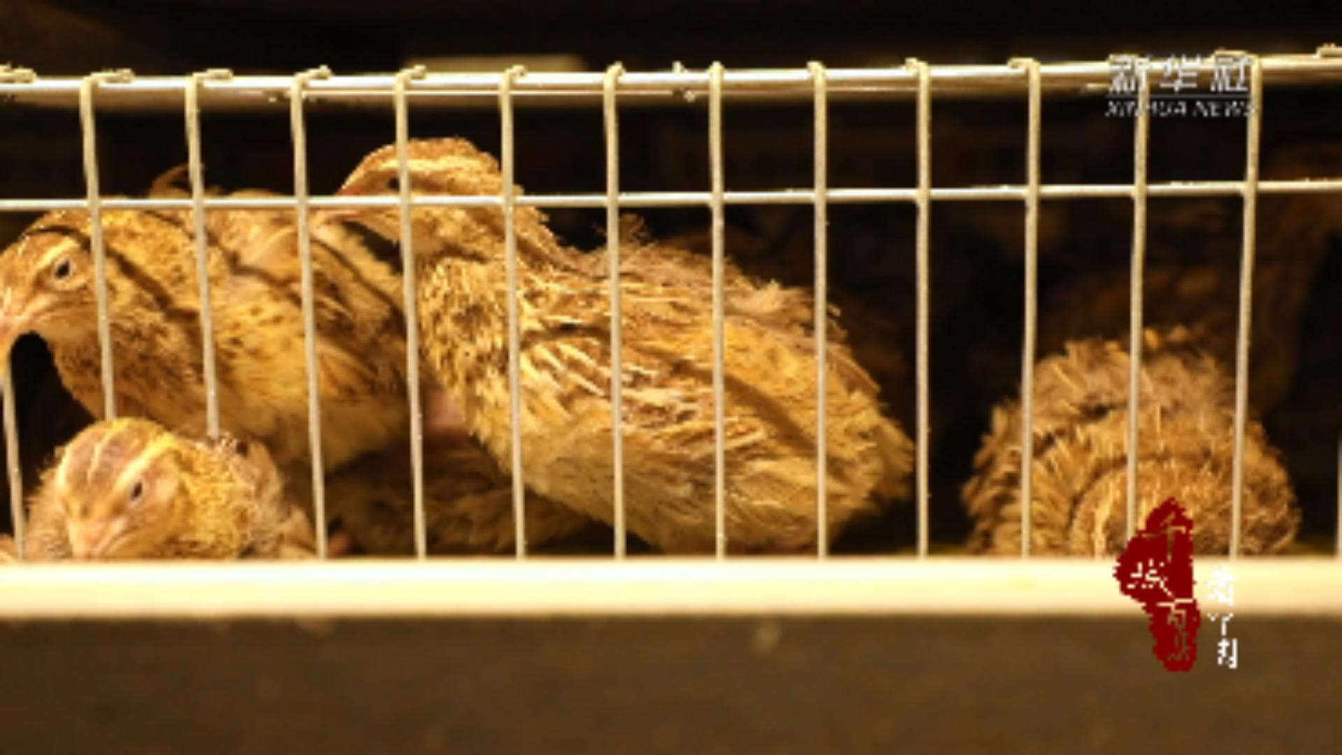 ส่องฐานเพาะเลี้ยง 'นกกระทา' เก็บไข่อัตโนมัติในซานตง