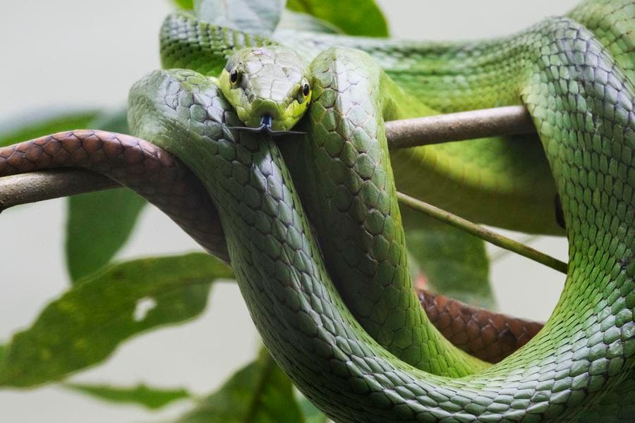 งูหลากพันธุ์เลื้อยพันกลมกลืนธรรมชาติในสิงคโปร์