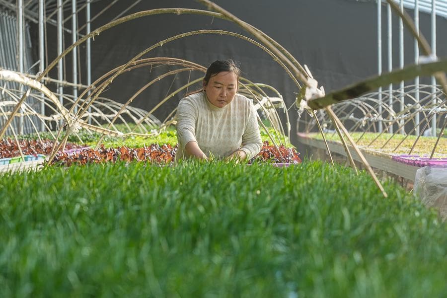 หมู่บ้านกลางเขาในซานตง เลี้ยงปลาคาร์ป-ปลูกสมุนไพรในโรงเรือน