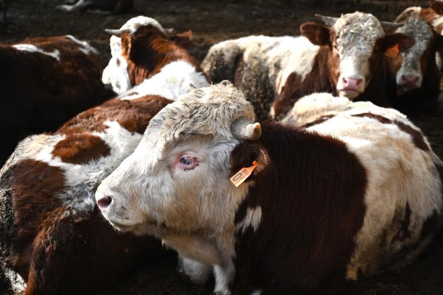 อุตสาหกรรม 'วัวเนื้อ' เชิงเขาลิ่วผานเติบโตในหนิงเซี่ย