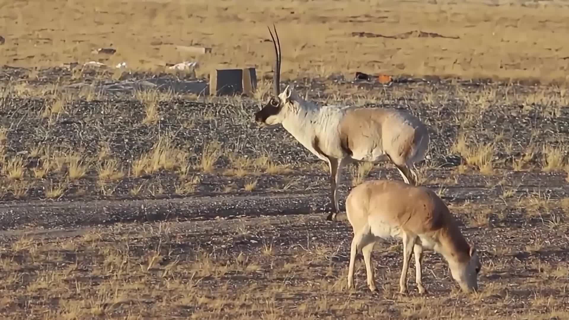 สารพัด 'สัตว์ป่า' หายาก โชว์ตัวในซานเจียงหยวน