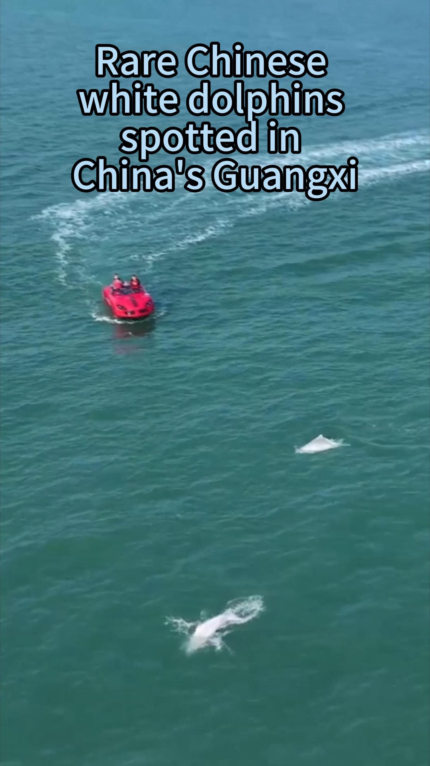 กว่างซีจับภาพฝูง 'โลมาขาวจีน' ว่ายน้ำเล่นสนุกแถวเป่ยไห่